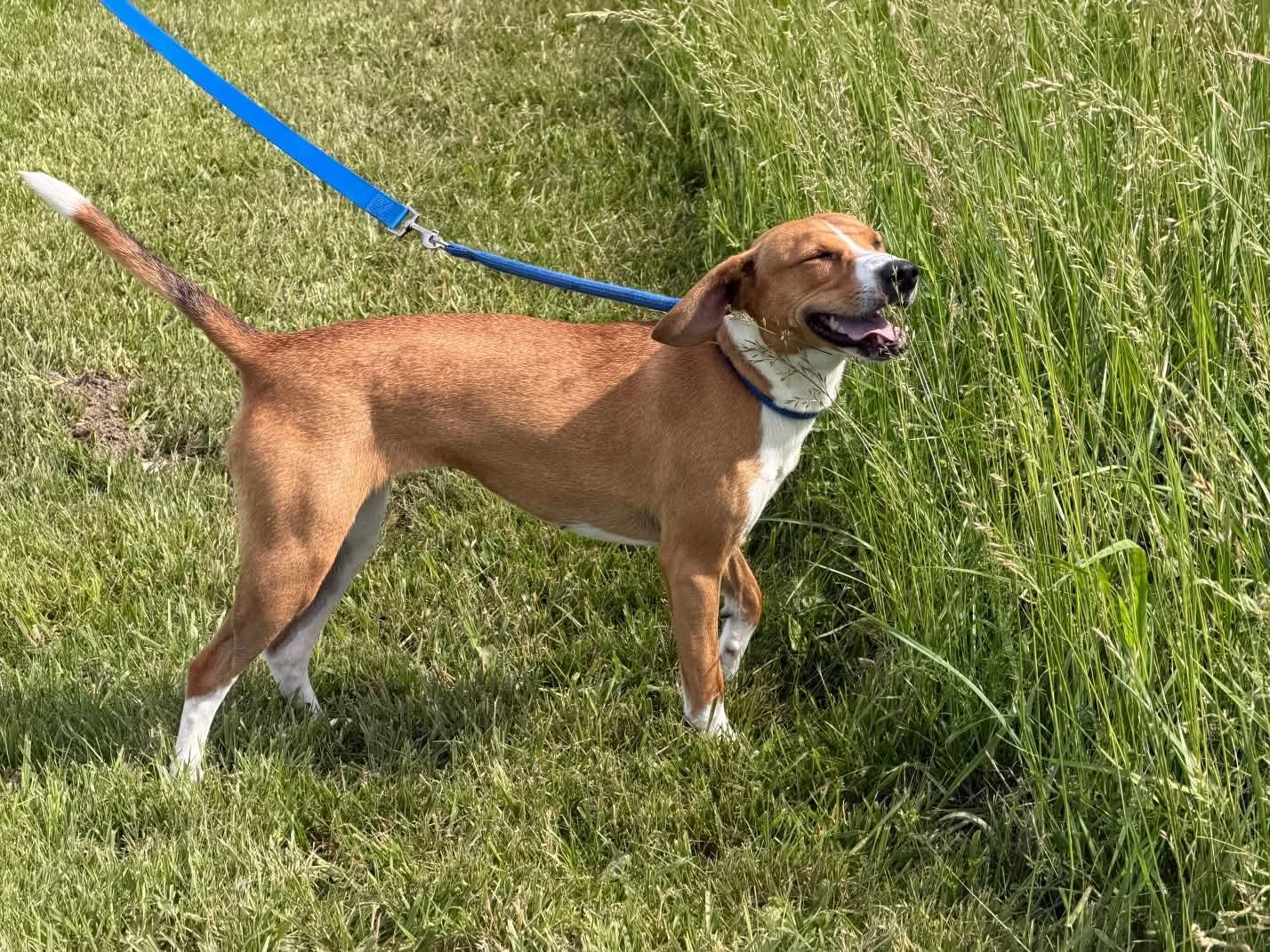 Enlarge Daisy Rose, a ADOPTABLE mixed breed in Liberty, IN image 3/5