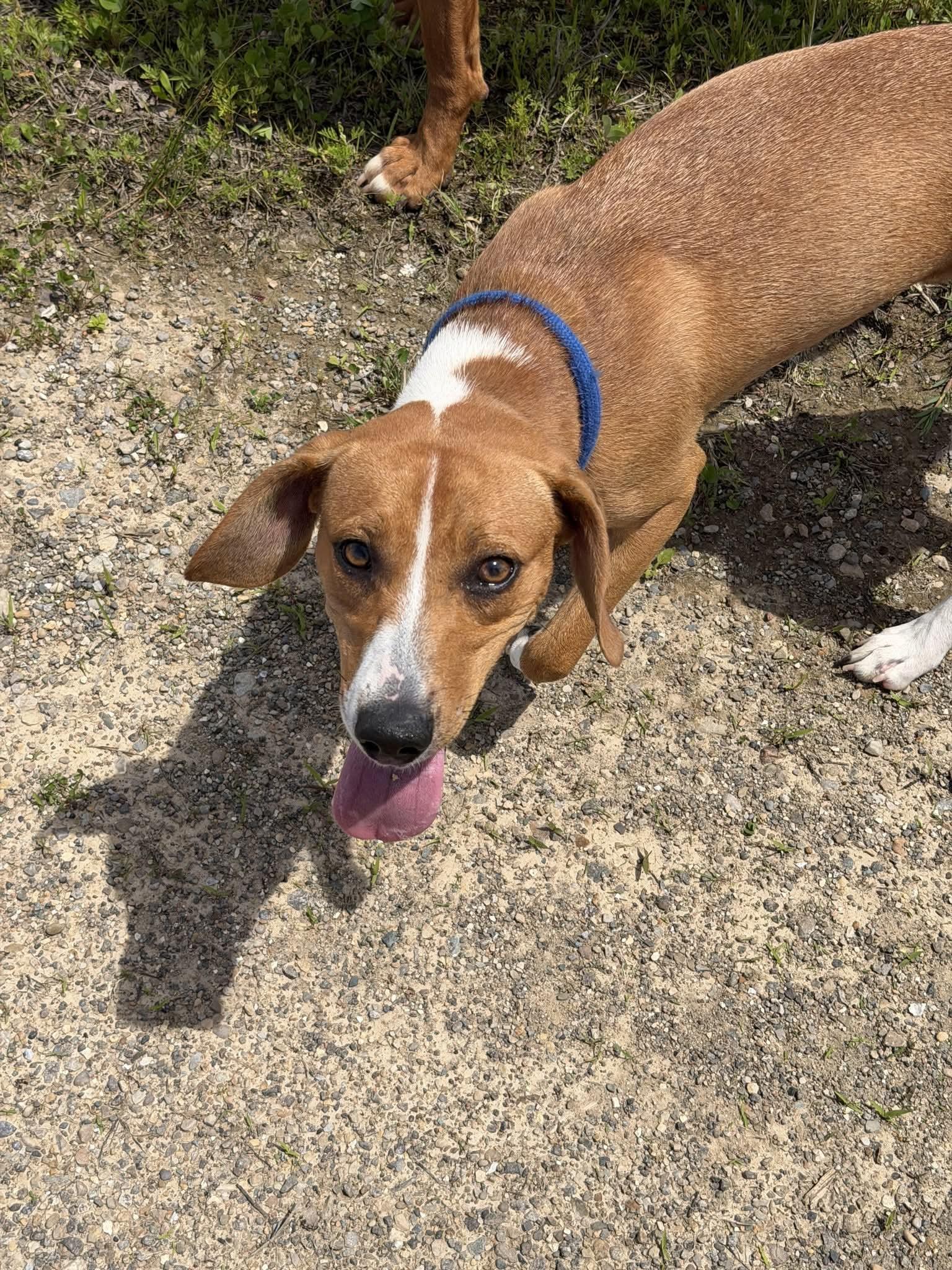 Enlarge Daisy Rose, a ADOPTABLE mixed breed in Liberty, IN image 4/5