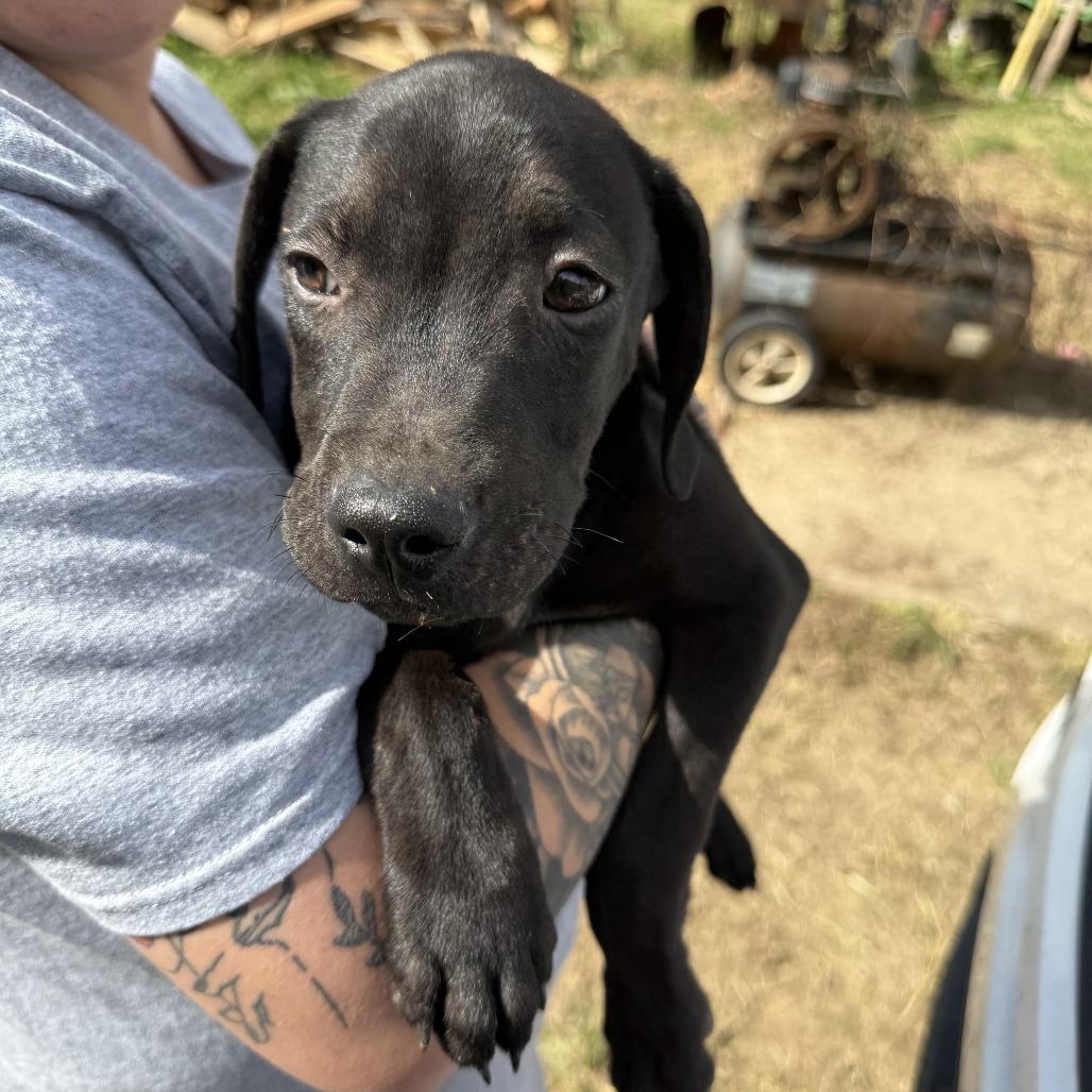 Enlarge Shadow, a Adoptable Mixed Breed in Red House, WV image 1/1