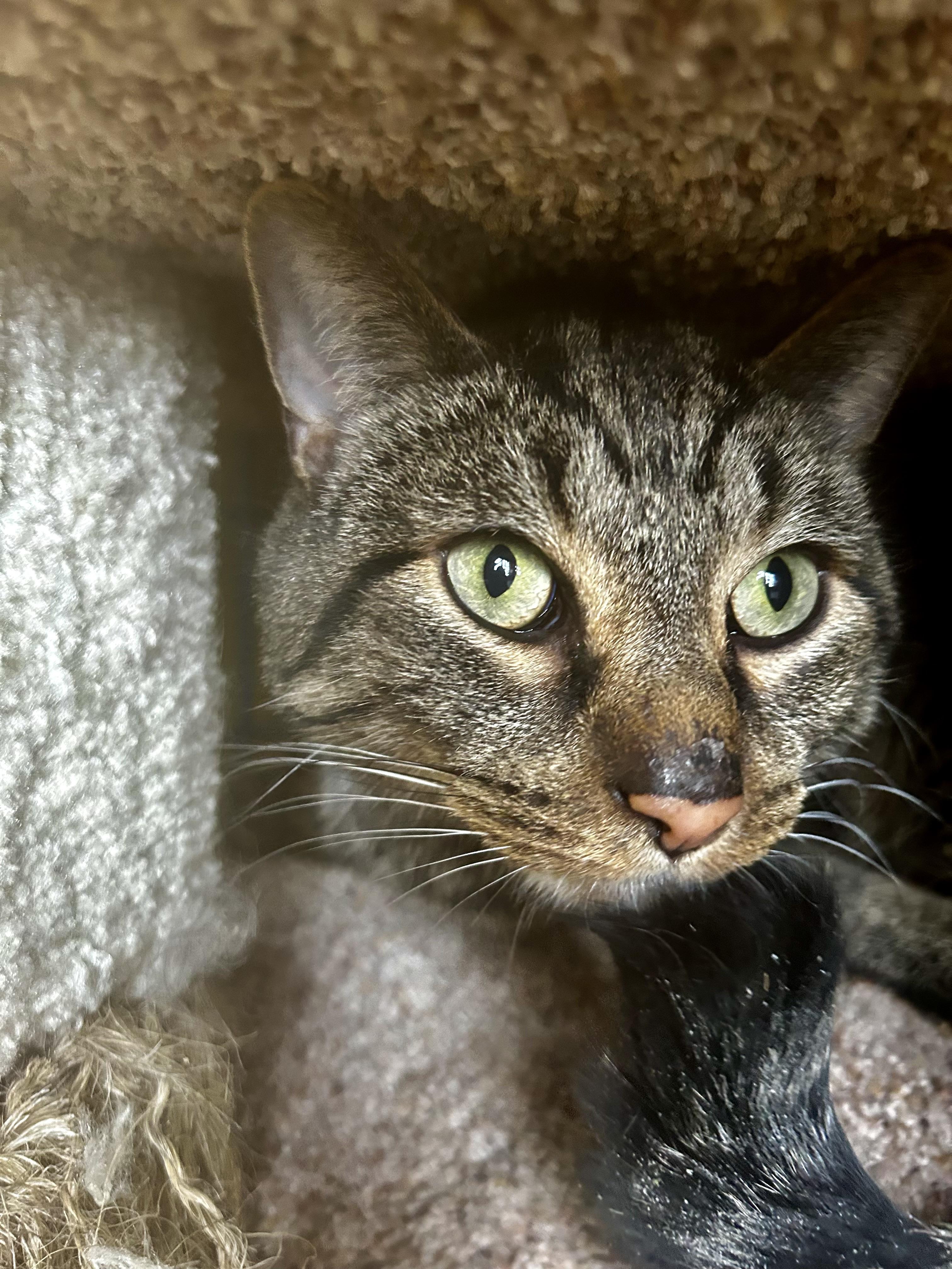 Enlarge Rooney - CHOW HOUND - ADOPTION PENDING!, an adopted Tabby in Grand Rapids, MI image 4/6