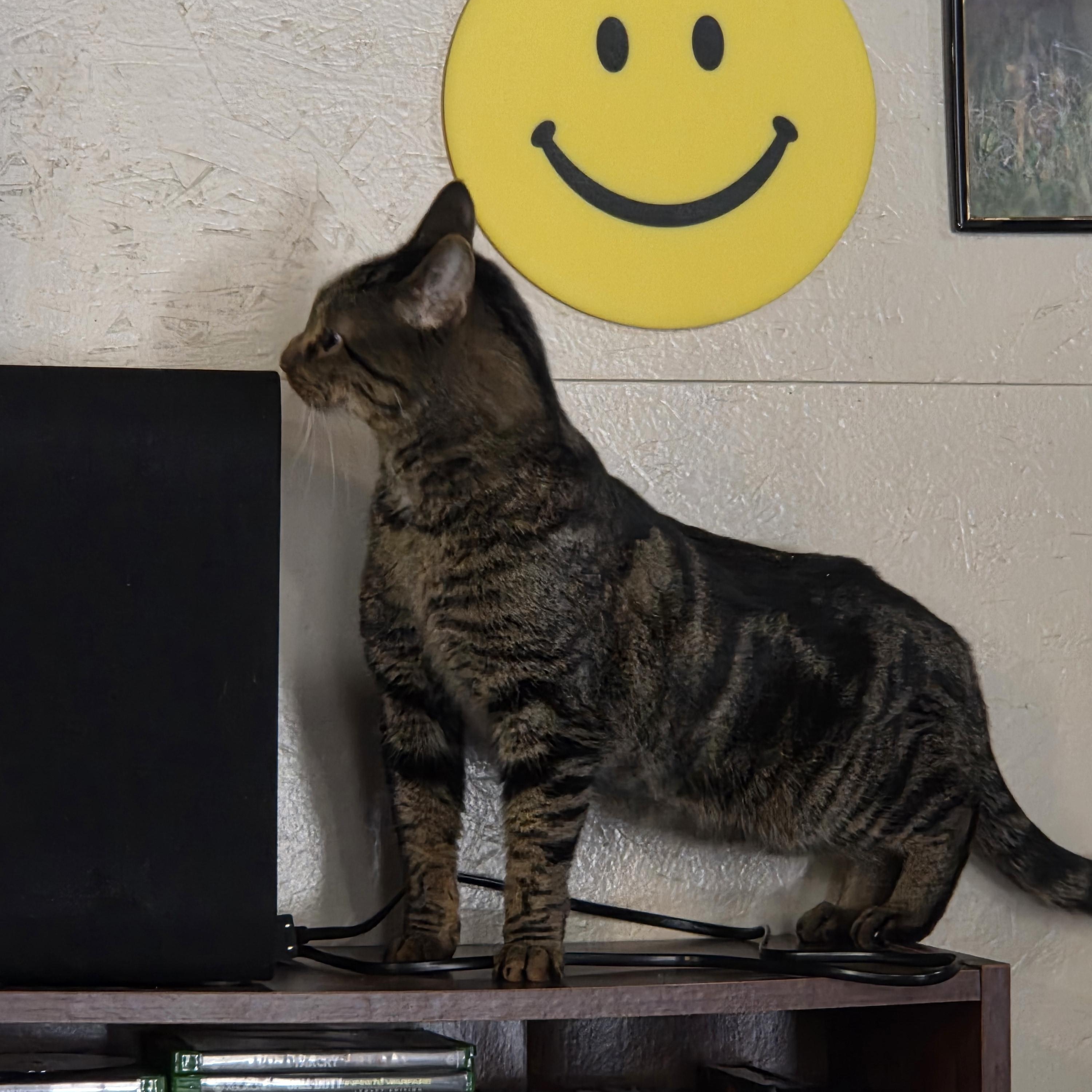 Enlarge Rooney - CHOW HOUND - ADOPTION PENDING!, an adopted Tabby in Grand Rapids, MI image 2/6