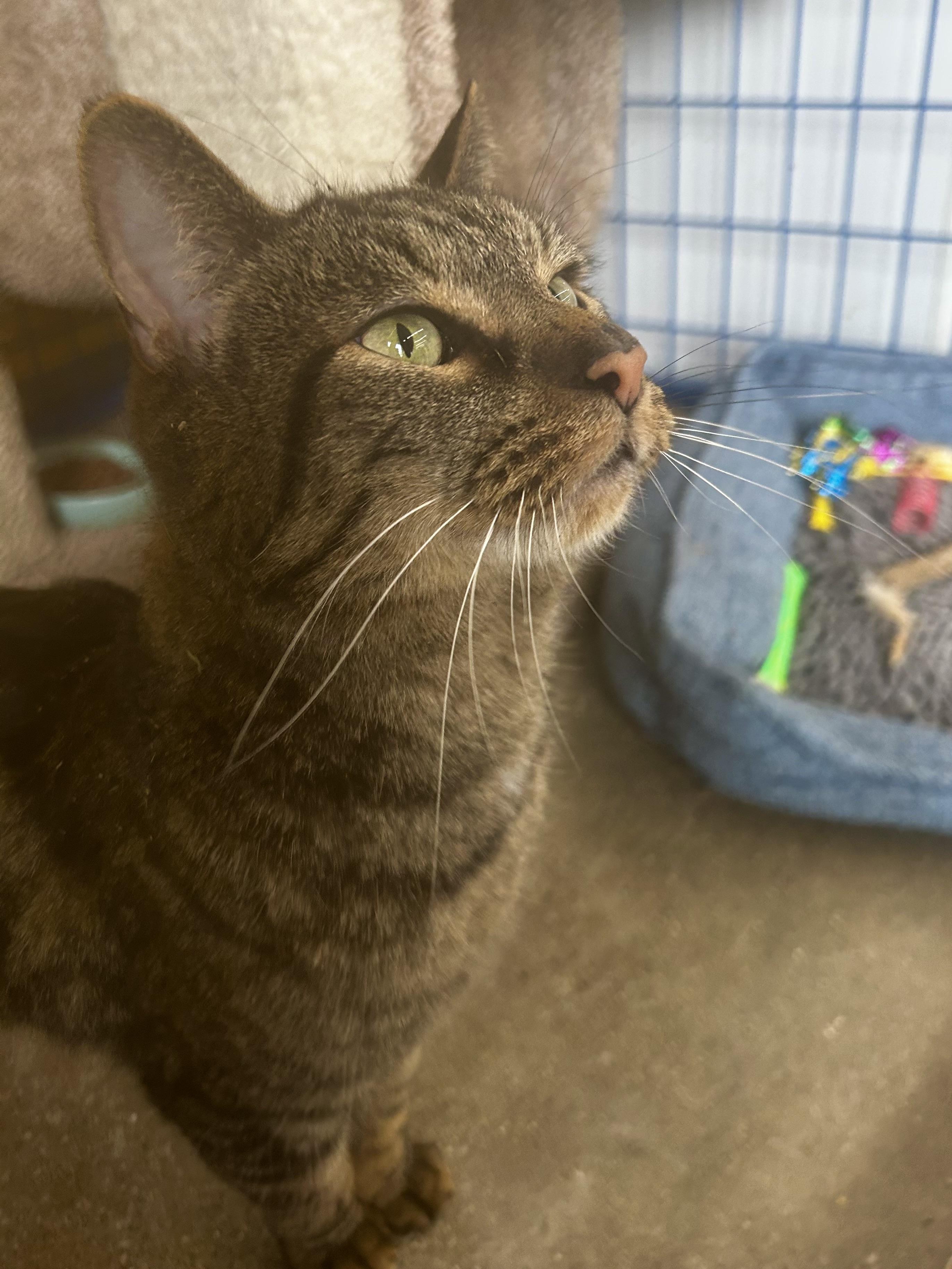 Enlarge Rooney - CHOW HOUND - ADOPTION PENDING!, an adopted Tabby in Grand Rapids, MI image 5/6