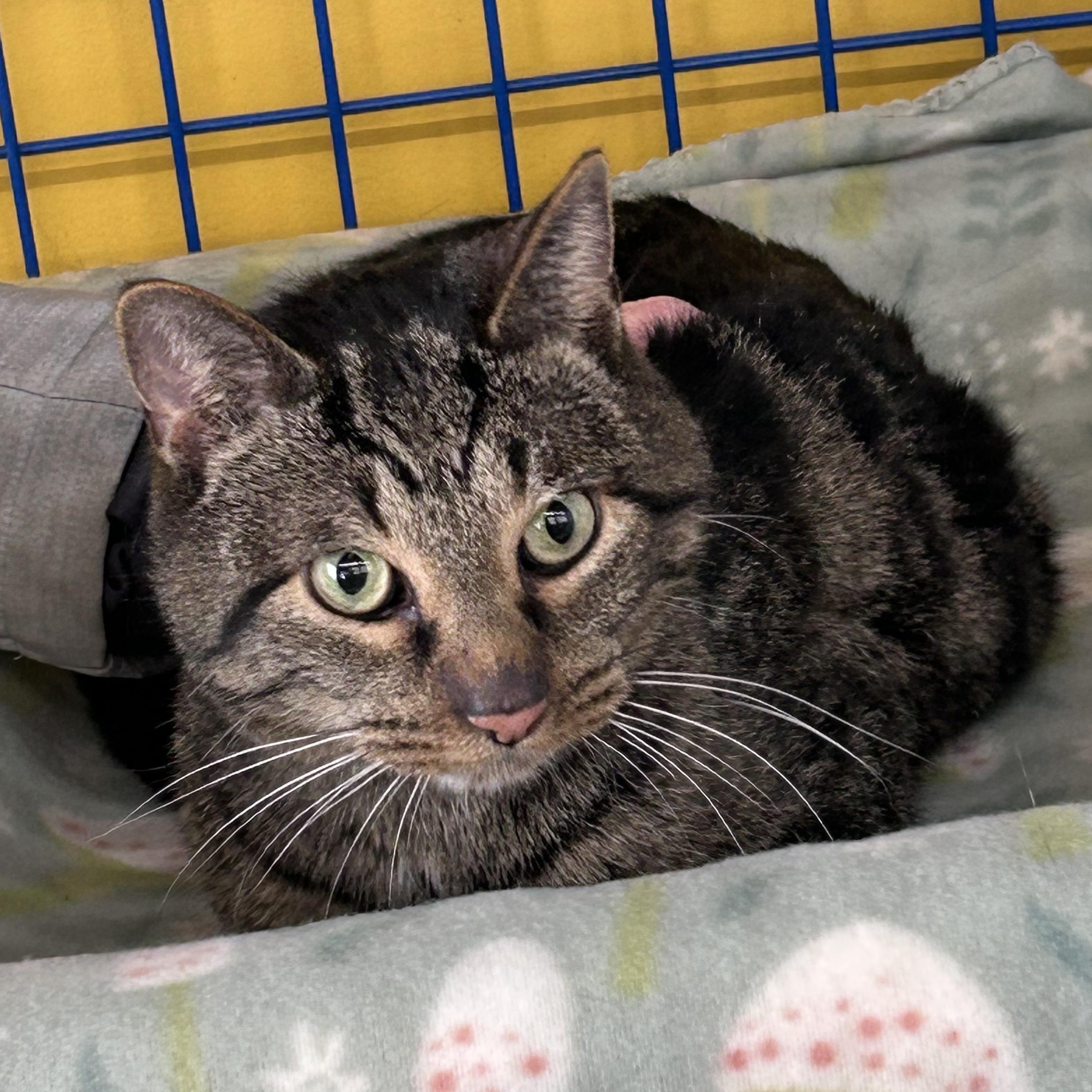 Enlarge Rooney - CHOW HOUND - ADOPTION PENDING!, an adopted Tabby in Grand Rapids, MI image 3/6