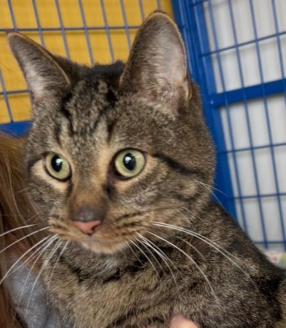 Enlarge Rooney - CHOW HOUND - ADOPTION PENDING!, an adopted Tabby in Grand Rapids, MI image 1/6