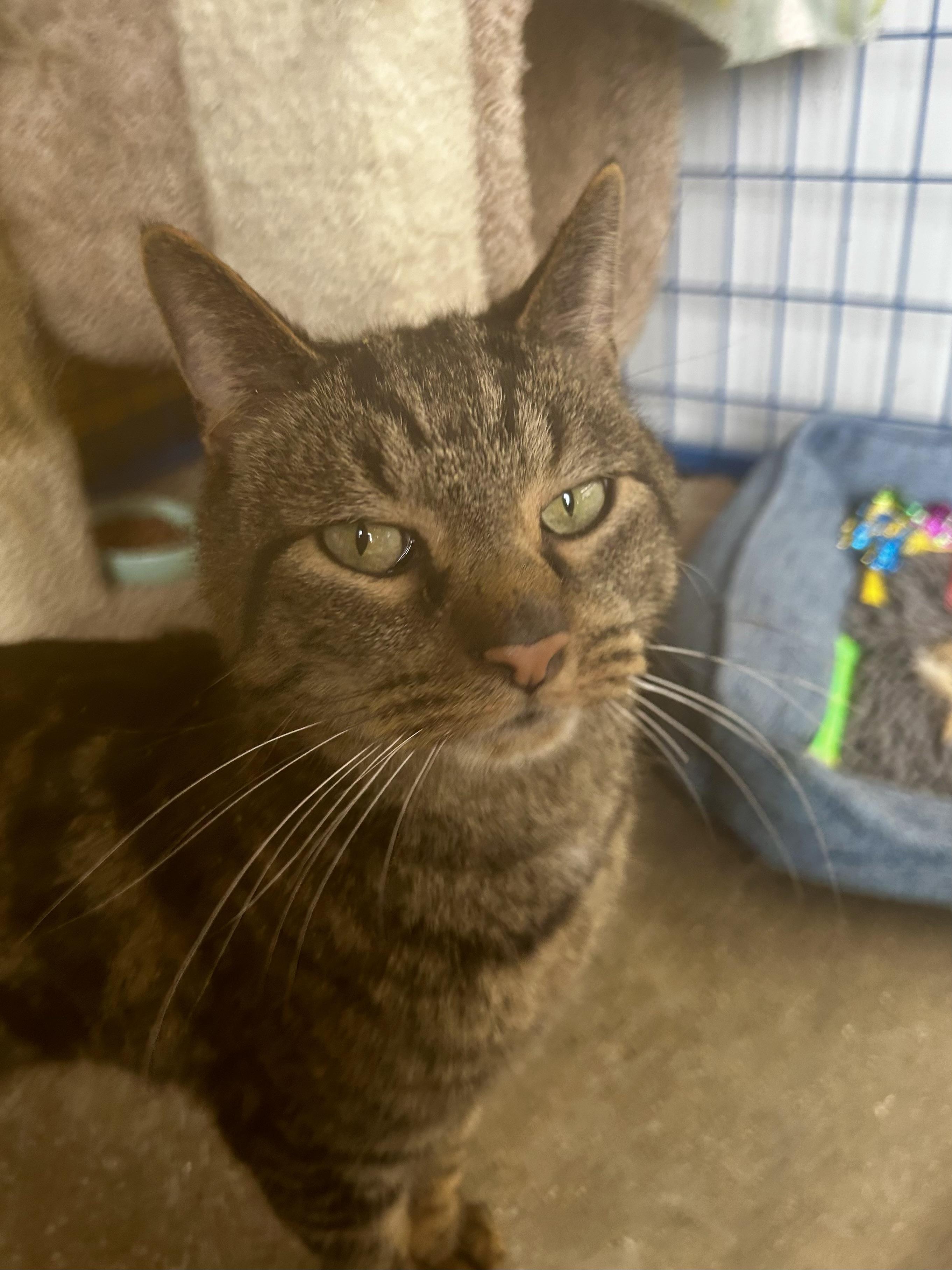 Enlarge Rooney - CHOW HOUND - ADOPTION PENDING!, an adopted Tabby in Grand Rapids, MI image 6/6