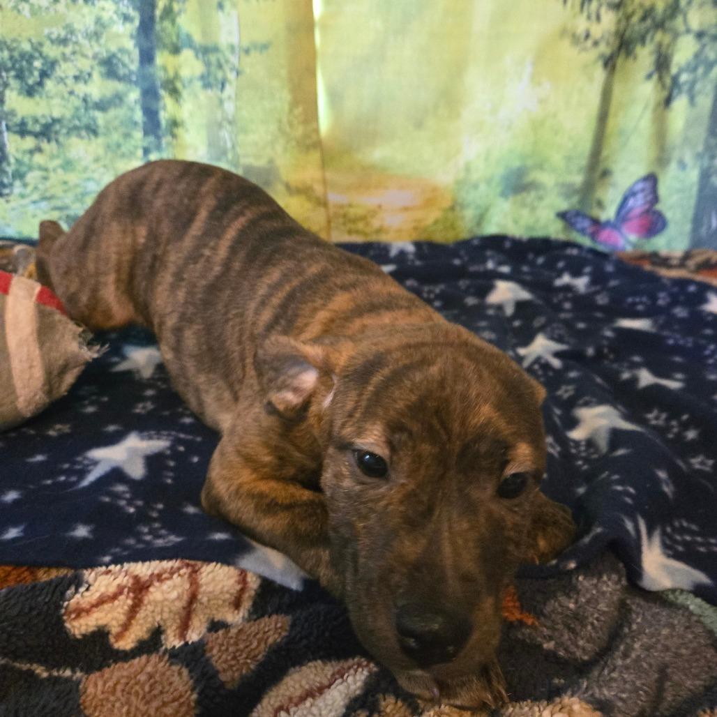 Brielle, Adoptable, Puppy Female Pit Bull Terrier.