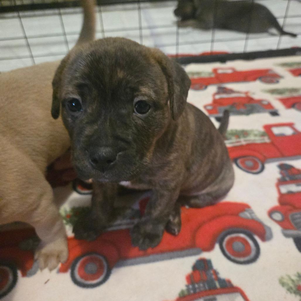 Enlarge Brielle, a Adoptable Pit Bull Terrier in Lima, OH image 2/3