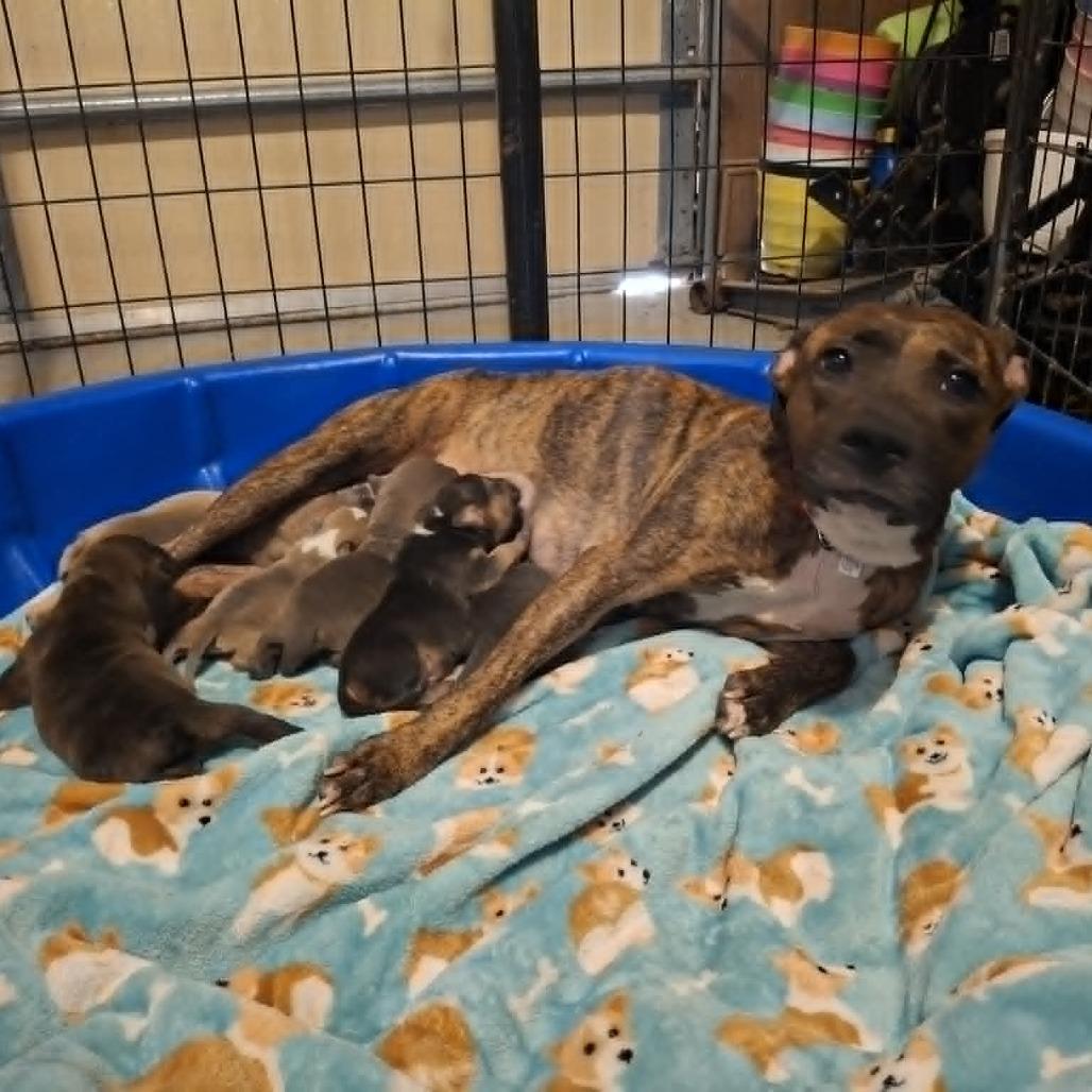 Enlarge Brielle, a Adoptable Pit Bull Terrier in Lima, OH image 3/3