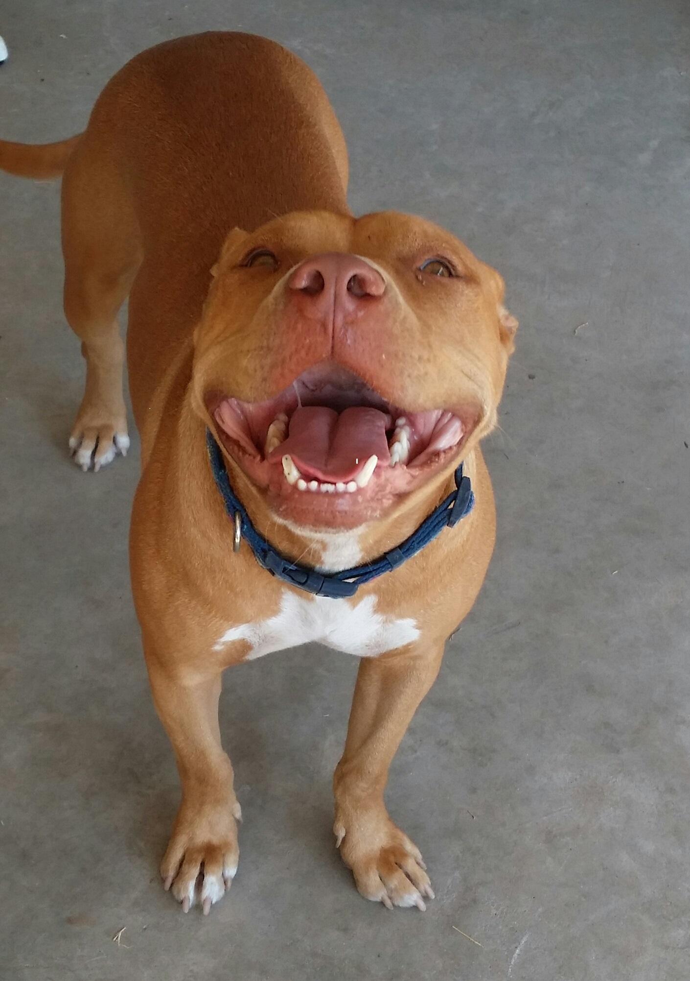 Jack (Smiling Jack), a Adoptable American Staffordshire Terrier in Dallas, TX image 1/6