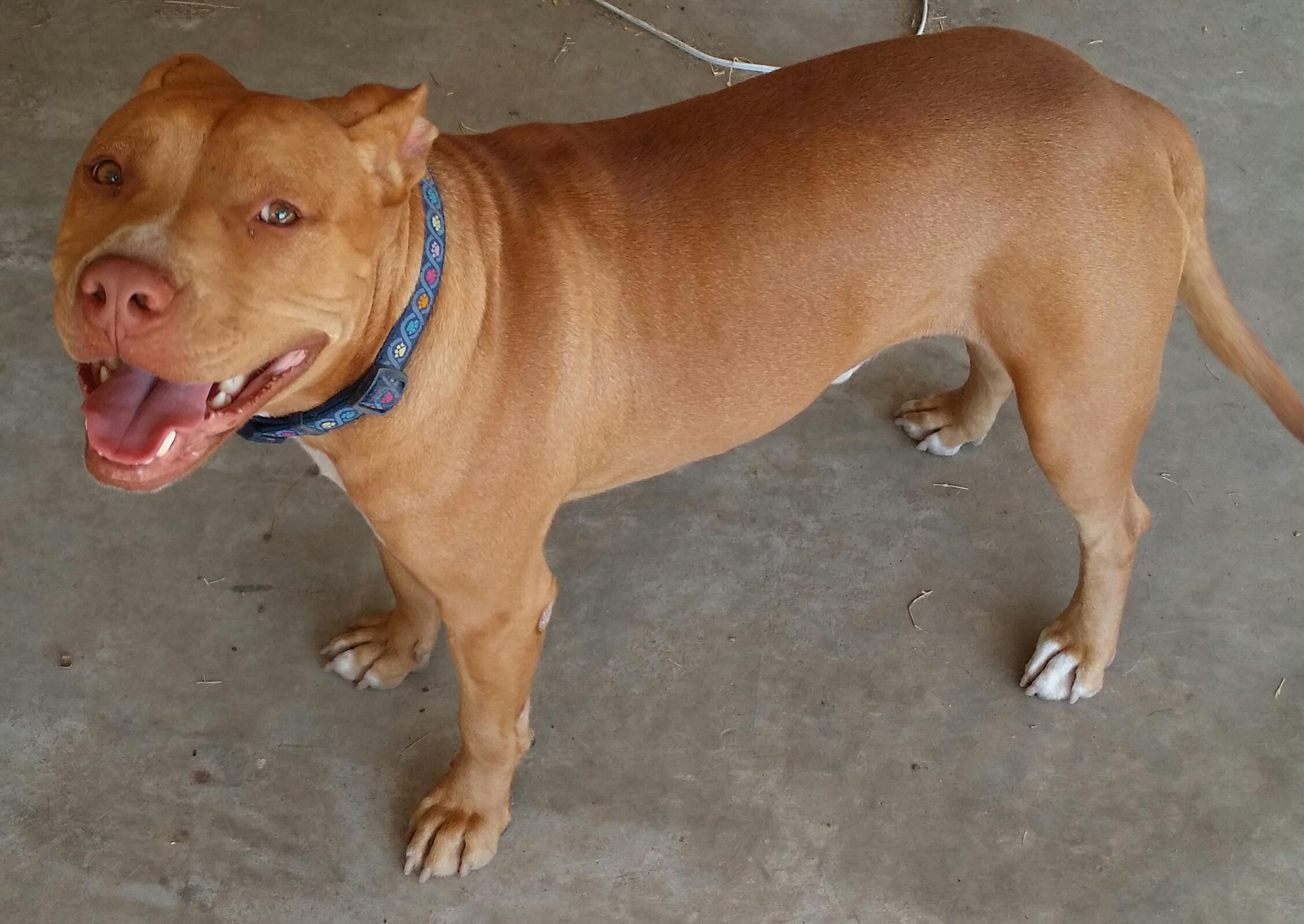 Jack (Smiling Jack), a Adoptable American Staffordshire Terrier in Dallas, TX image 2/6