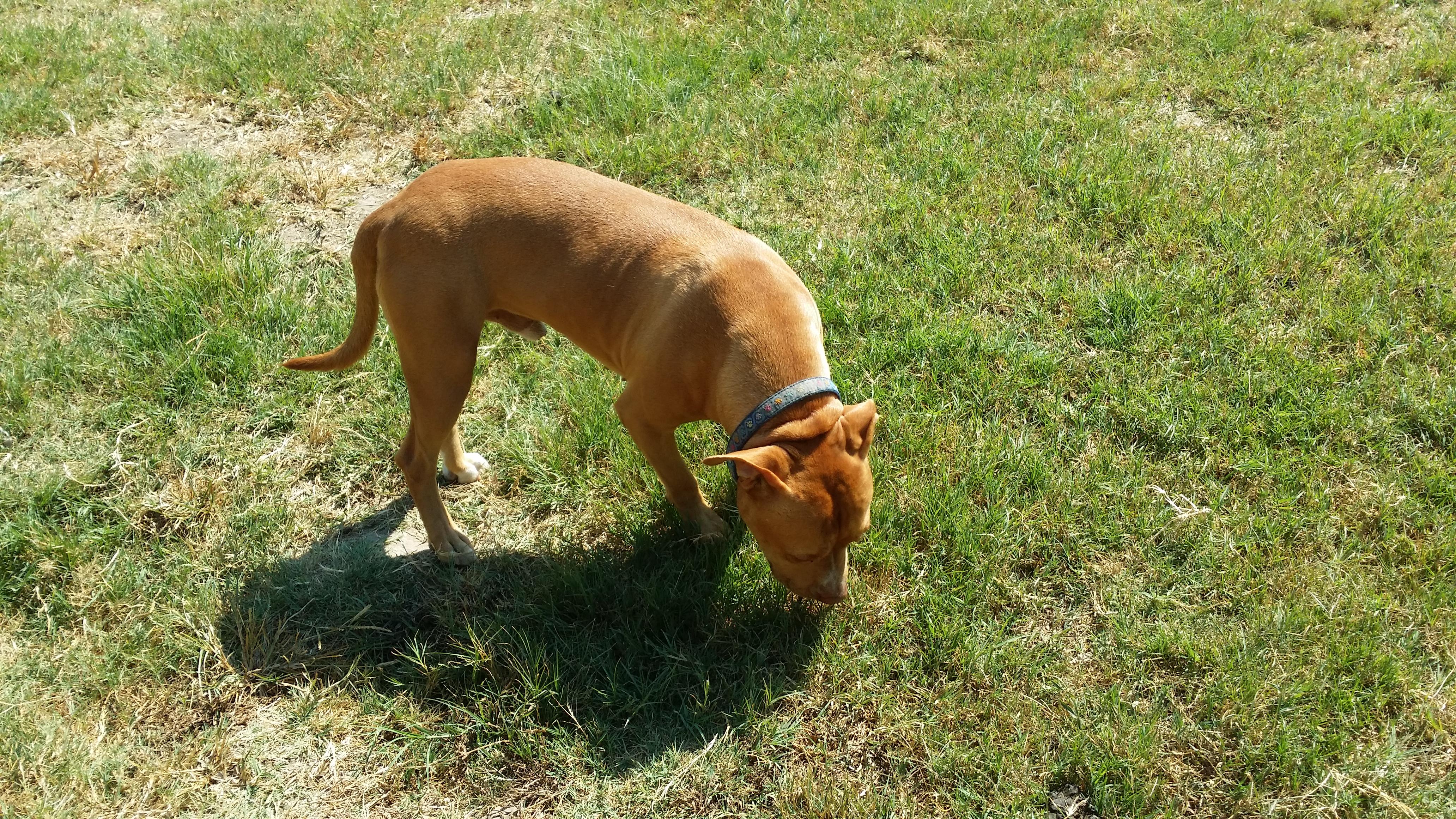 Jack (Smiling Jack), a Adoptable American Staffordshire Terrier in Dallas, TX image 3/6