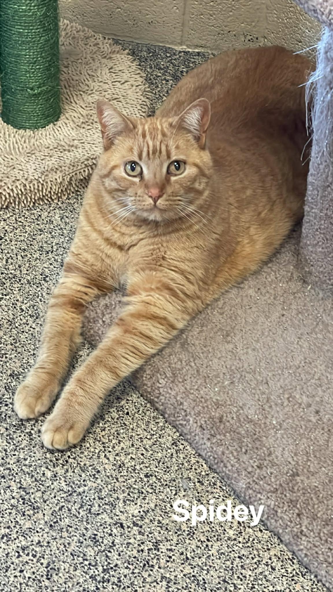 Enlarge Spidey, an adopted Domestic Short Hair in Fort Payne, AL image 2/2