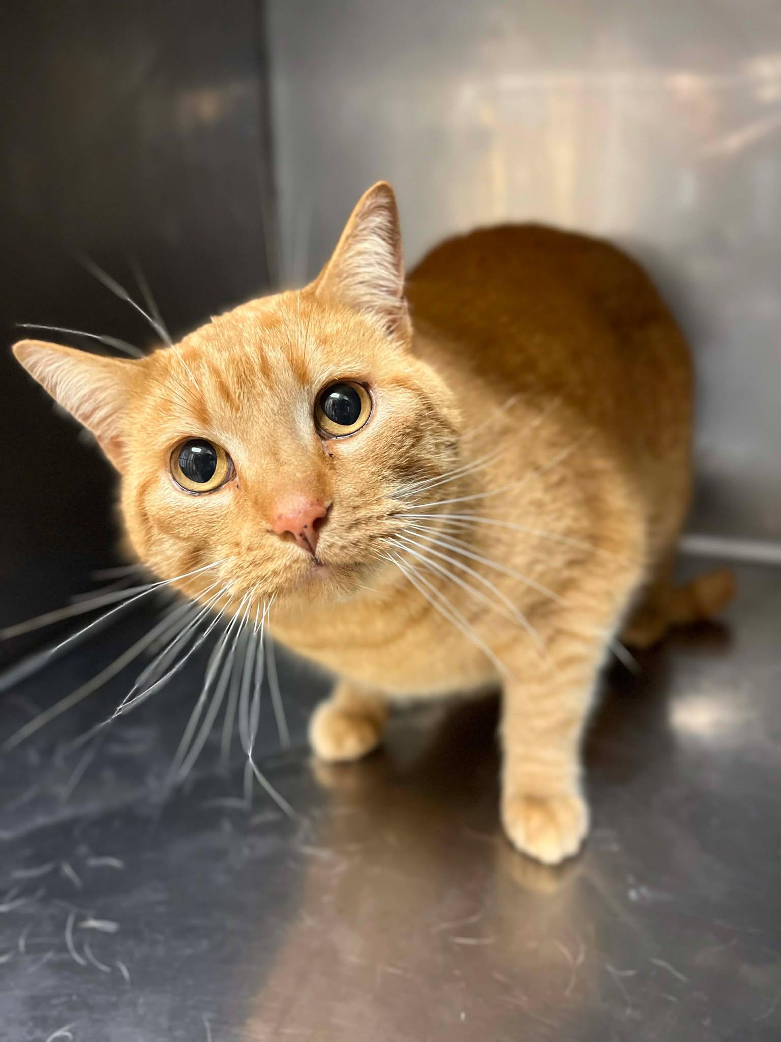 Spidey, adopted, Adult Male Domestic Short Hair.