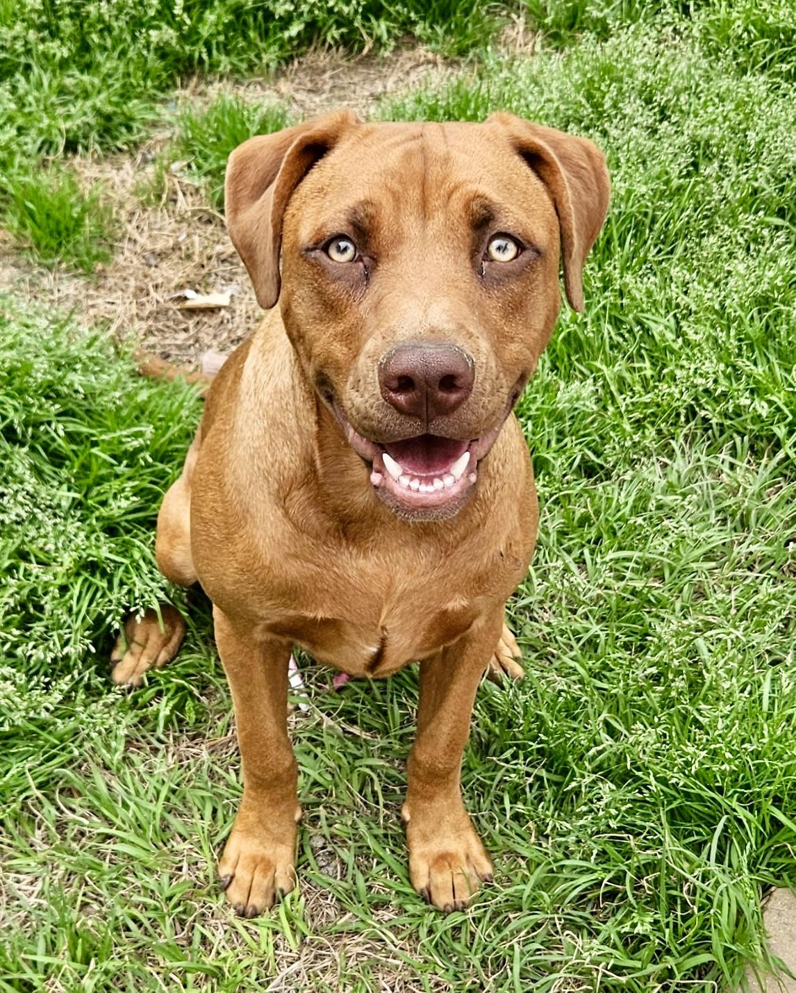 Enlarge Chip, a Adoptable mixed breed in Mt Pleasant, SC image 1/6