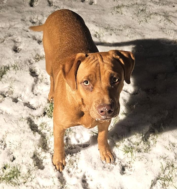 Enlarge Chip, a Adoptable mixed breed in Mt Pleasant, SC image 3/6