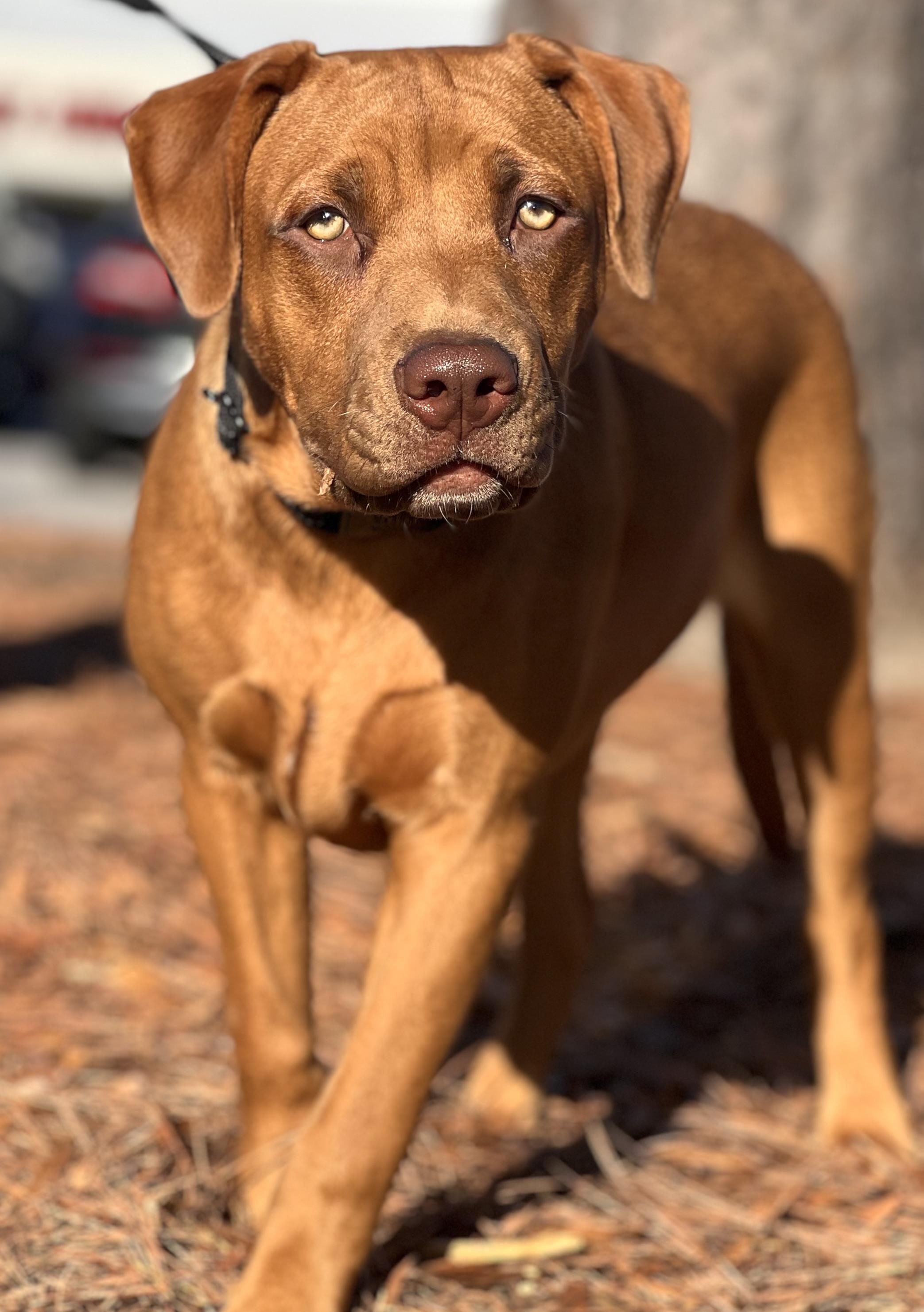 Enlarge Chip, a Adoptable mixed breed in Mt Pleasant, SC image 4/6