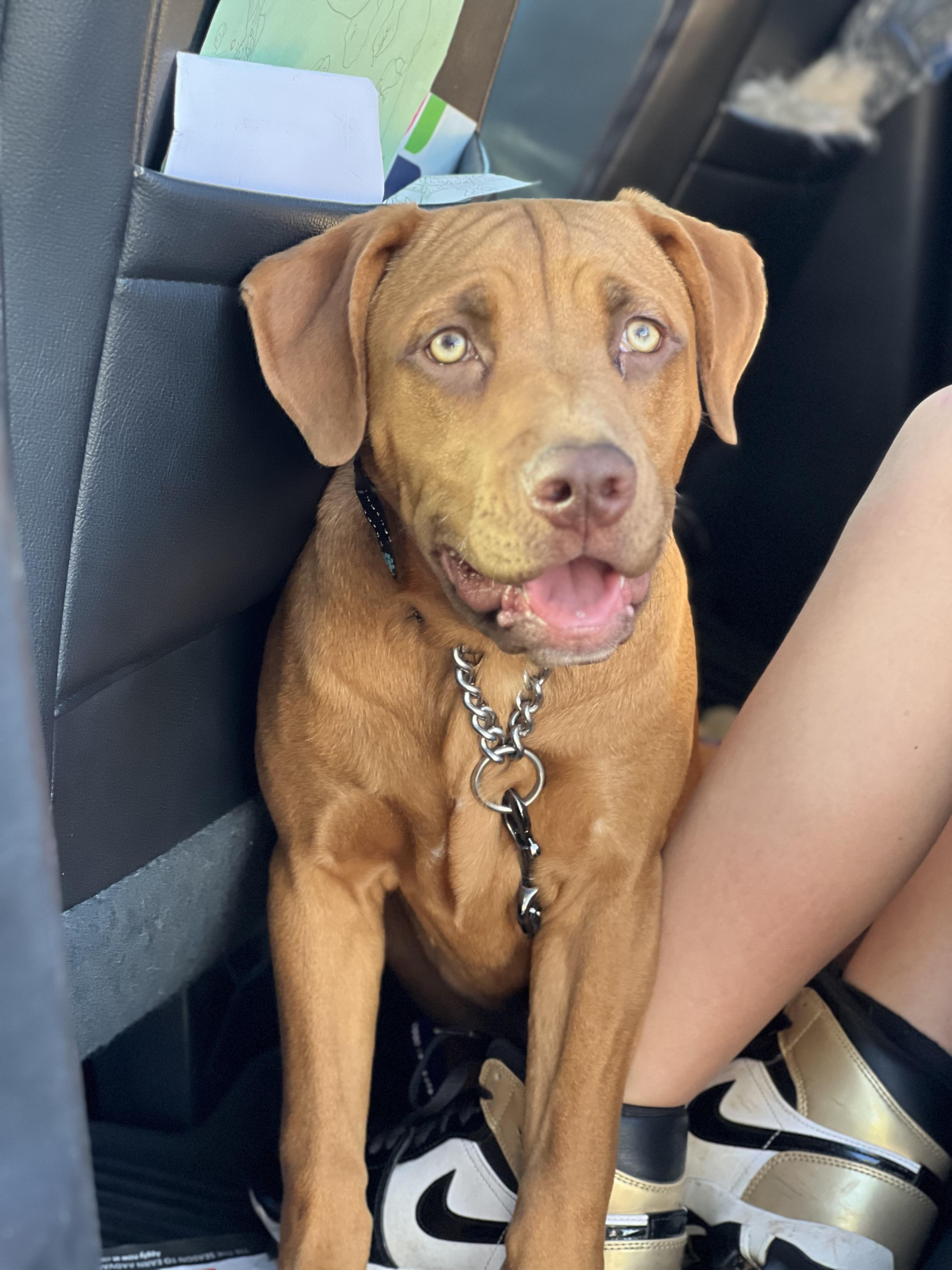 Enlarge Chip, a Adoptable mixed breed in Mt Pleasant, SC image 2/6