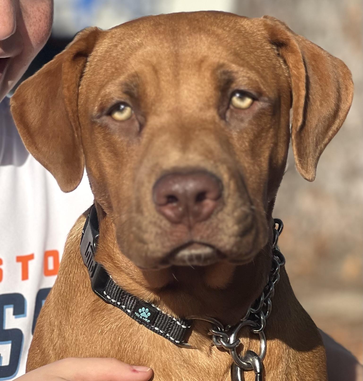 Enlarge Chip, a Adoptable mixed breed in Mt Pleasant, SC image 3/6
