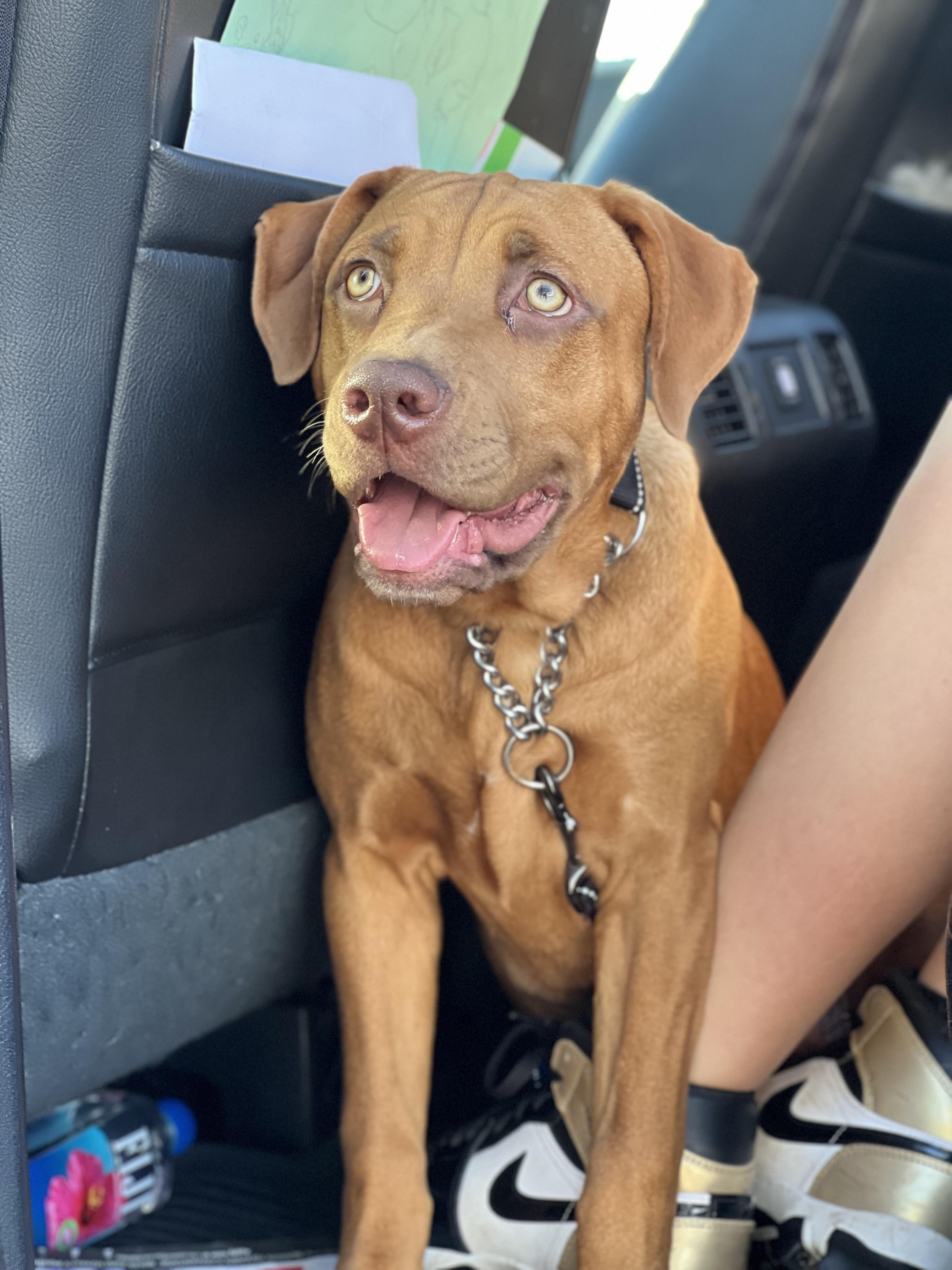 Enlarge Chip, a Adoptable mixed breed in Mt Pleasant, SC image 5/6