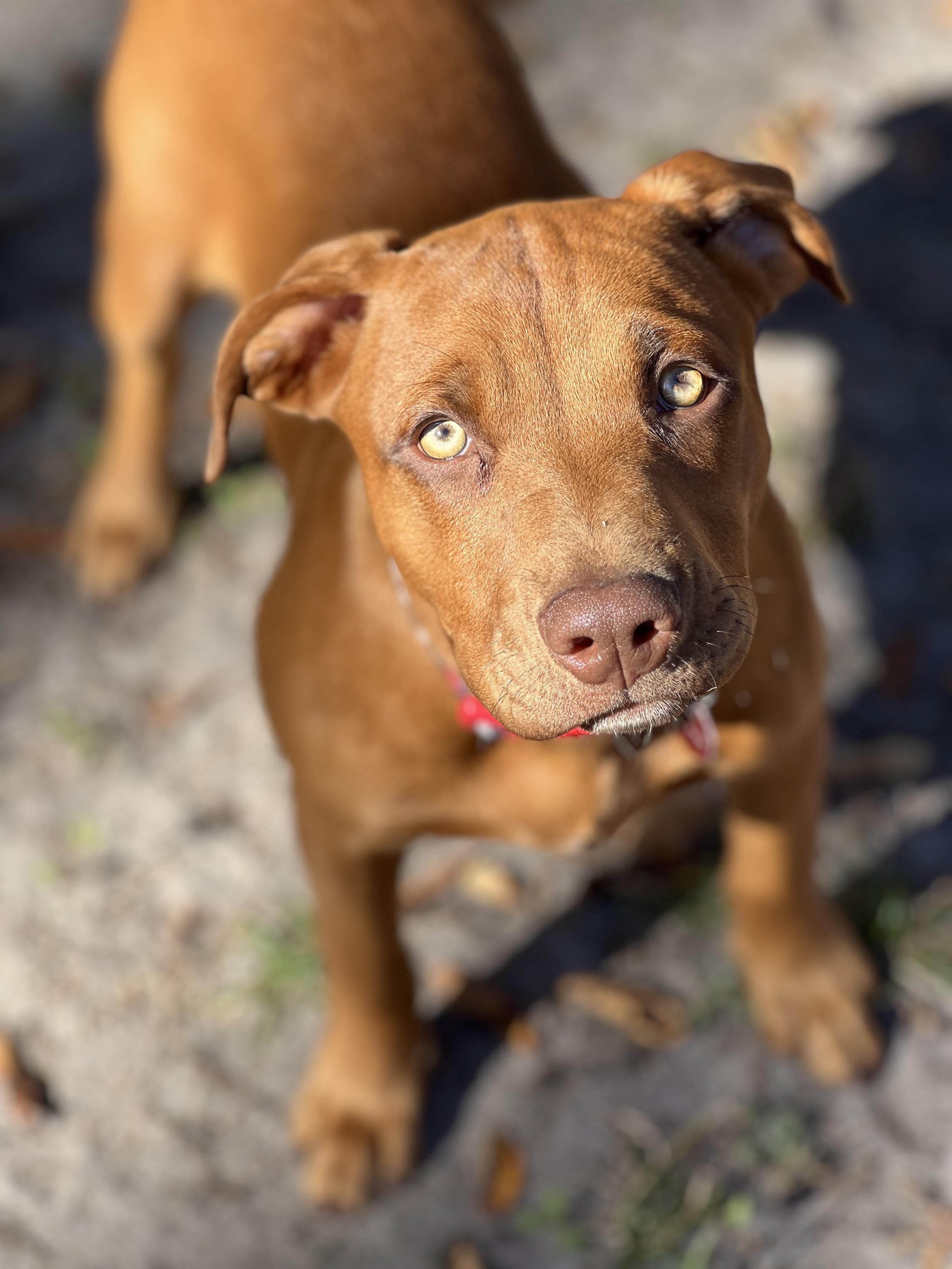 Enlarge Chip, a Adoptable mixed breed in Mt Pleasant, SC image 4/6