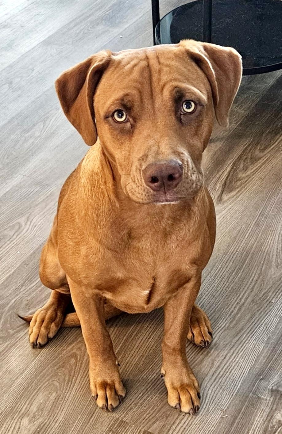 Enlarge Chip, a Adoptable mixed breed in Mt Pleasant, SC image 2/6