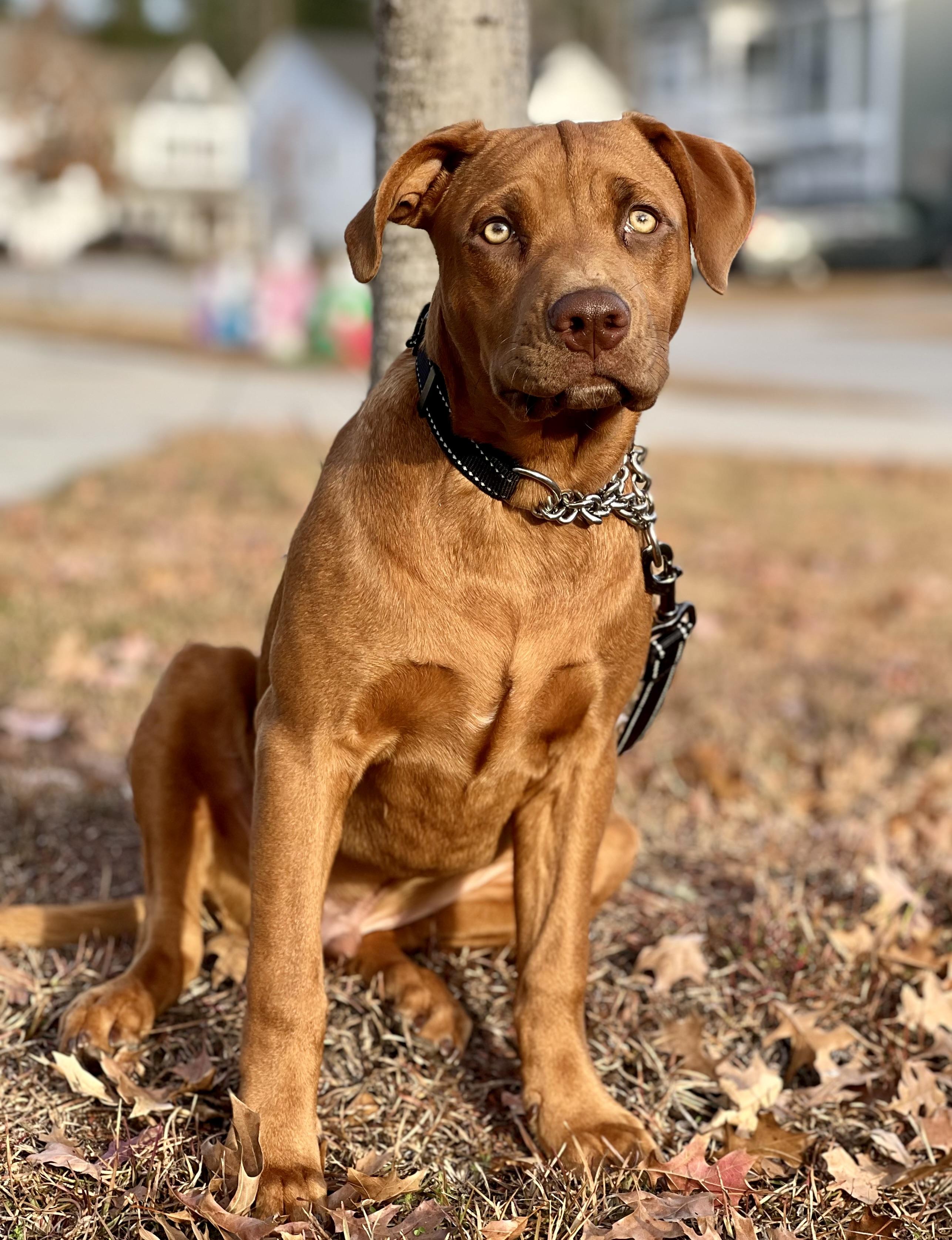 Enlarge Chip, a Adoptable mixed breed in Mt Pleasant, SC image 3/6