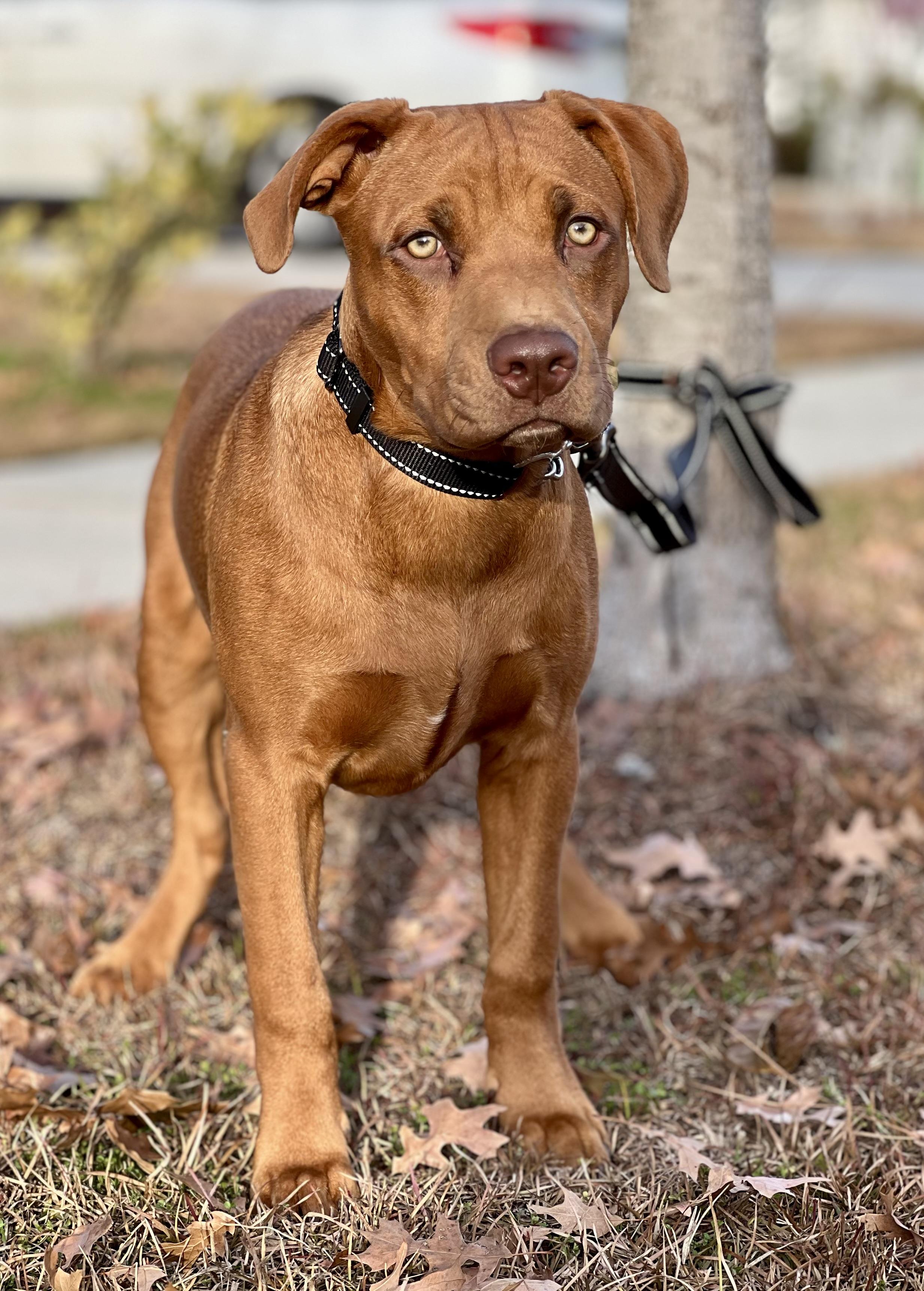 Chip, Adoptable, Young Male Mixed Breed.