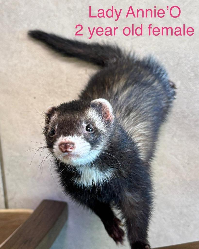 Enlarge Dippity Doo Dah, Lady Annie'O, Chippity Chief, a Adopted Ferret in Myakka City, FL image 1/3