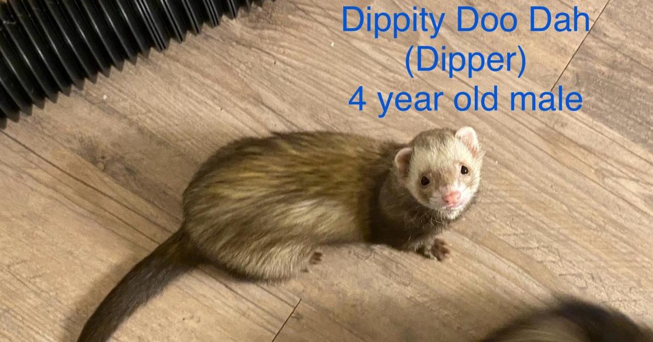 Enlarge Dippity Doo Dah, Lady Annie'O, Chippity Chief, a Adopted Ferret in Myakka City, FL image 2/3