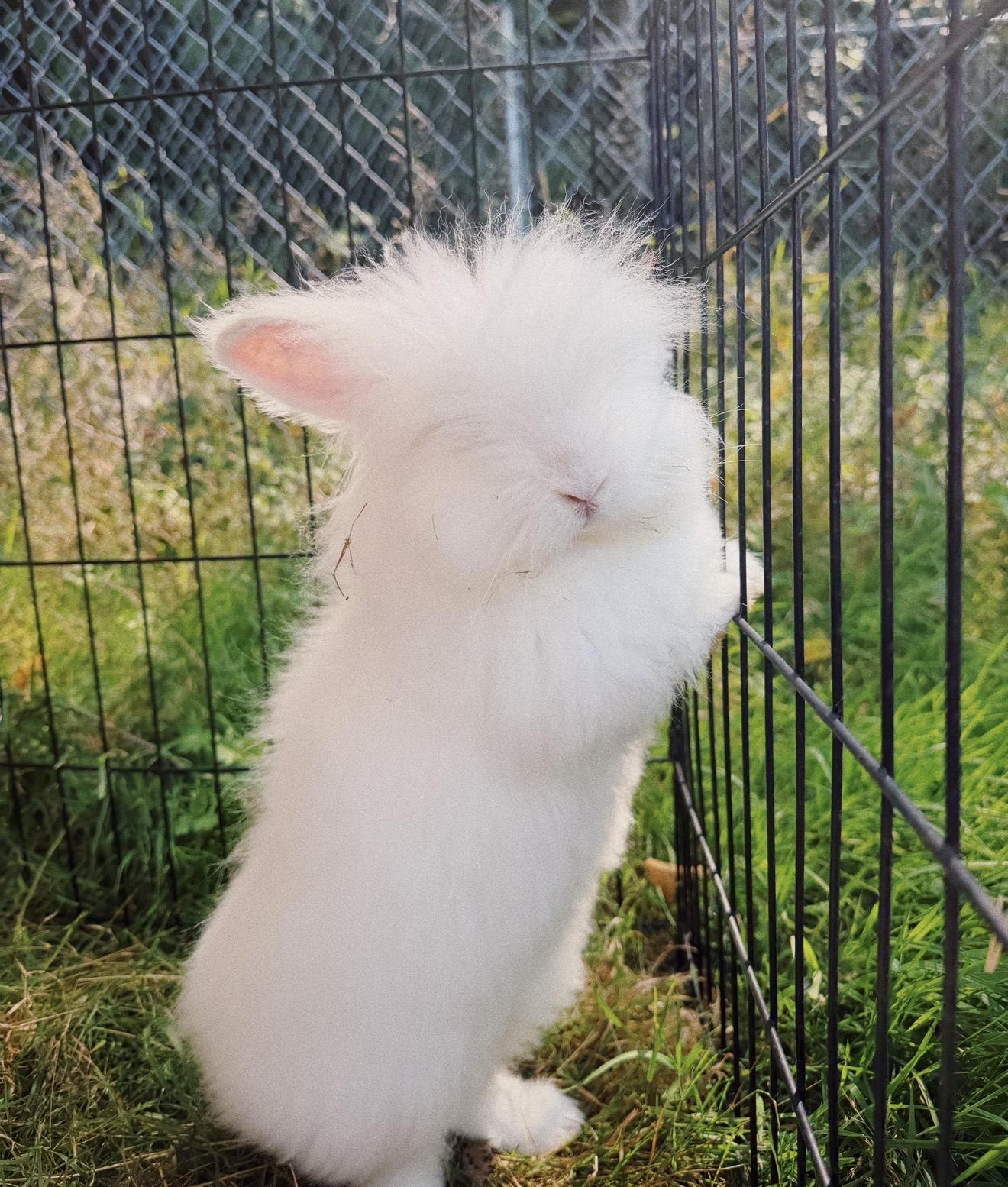 Enlarge Marshmallow, Mango, Spot, Smokey and Flop, a ADOPTABLE mixed breed in Roberts Creek, BC image 3/5