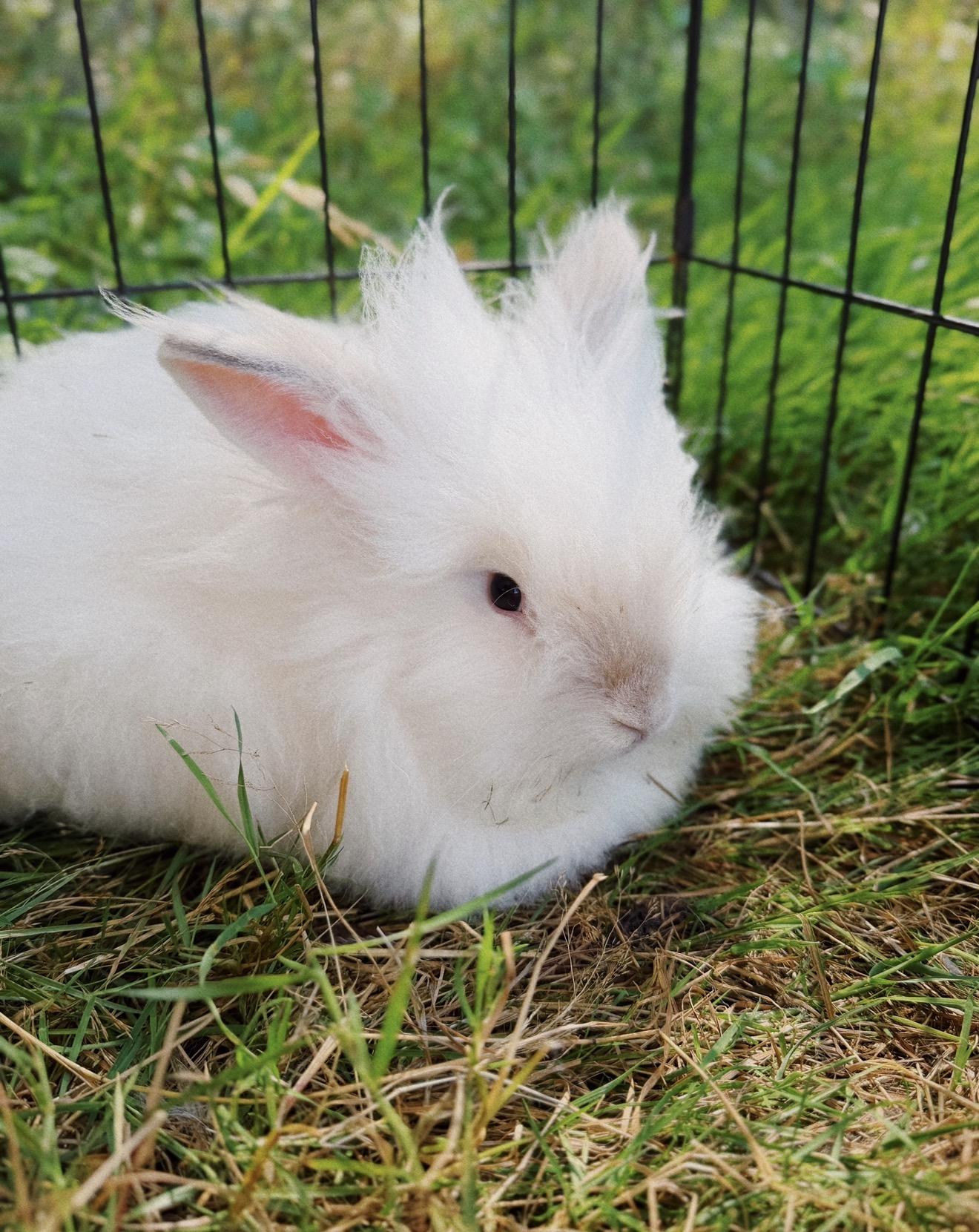 Marshmallow, Mango, Spot, Smokey and Flop, ADOPTABLE, Baby Female Lionhead & Holland Lop.