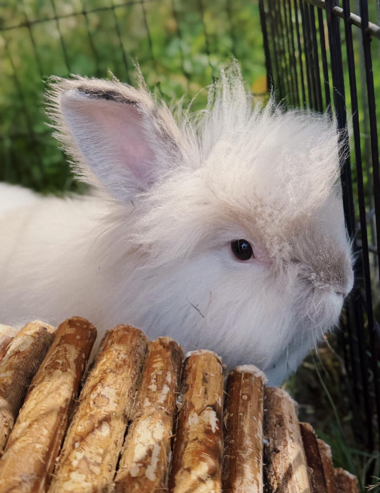 Enlarge Marshmallow, Mango, Spot, Smokey and Flop, a ADOPTABLE mixed breed in Roberts Creek, BC image 4/5