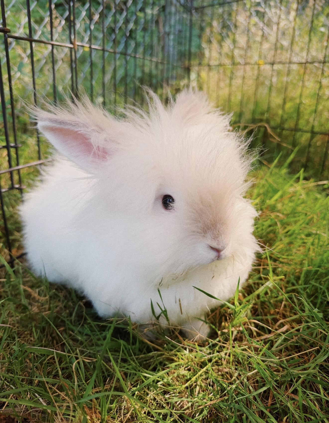 Enlarge Marshmallow, Mango, Spot, Smokey and Flop, a ADOPTABLE mixed breed in Roberts Creek, BC image 2/5