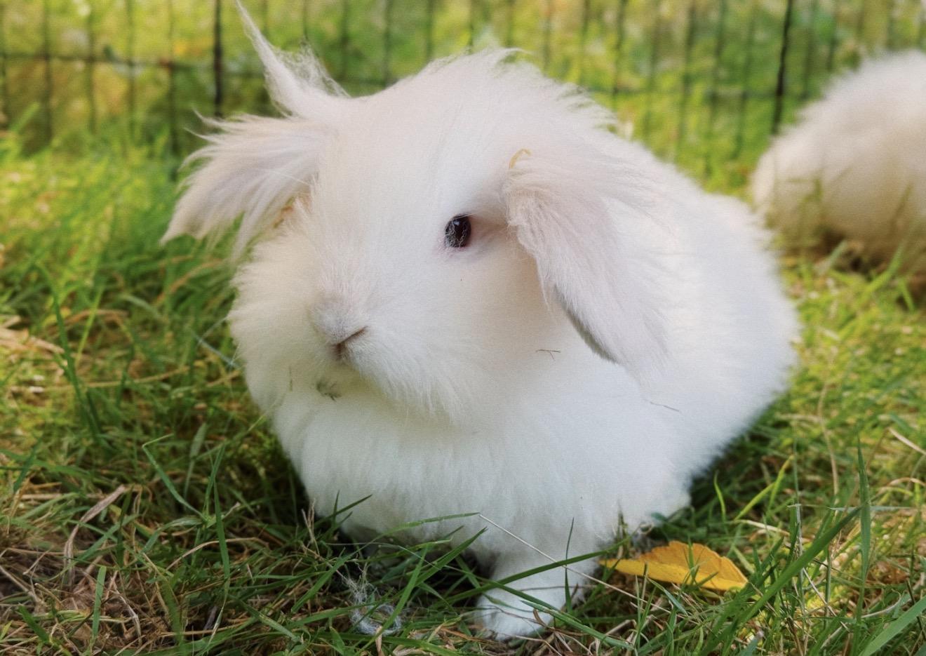 Enlarge Marshmallow, Mango, Spot, Smokey and Flop, a ADOPTABLE mixed breed in Roberts Creek, BC image 5/5
