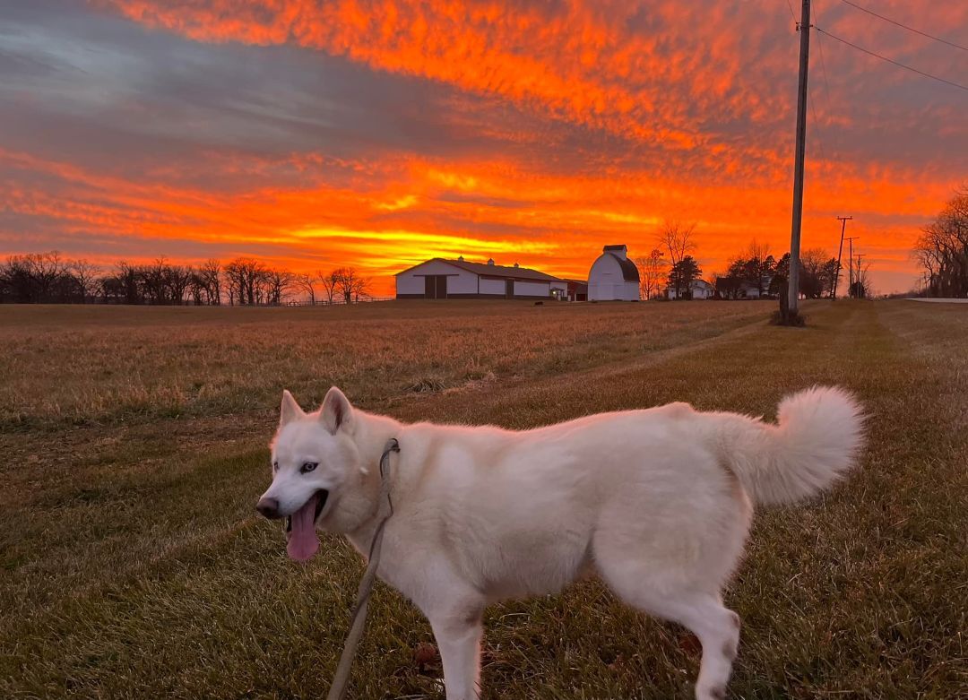 Luna, Adoptable, Senior Female Siberian Husky & Husky.
