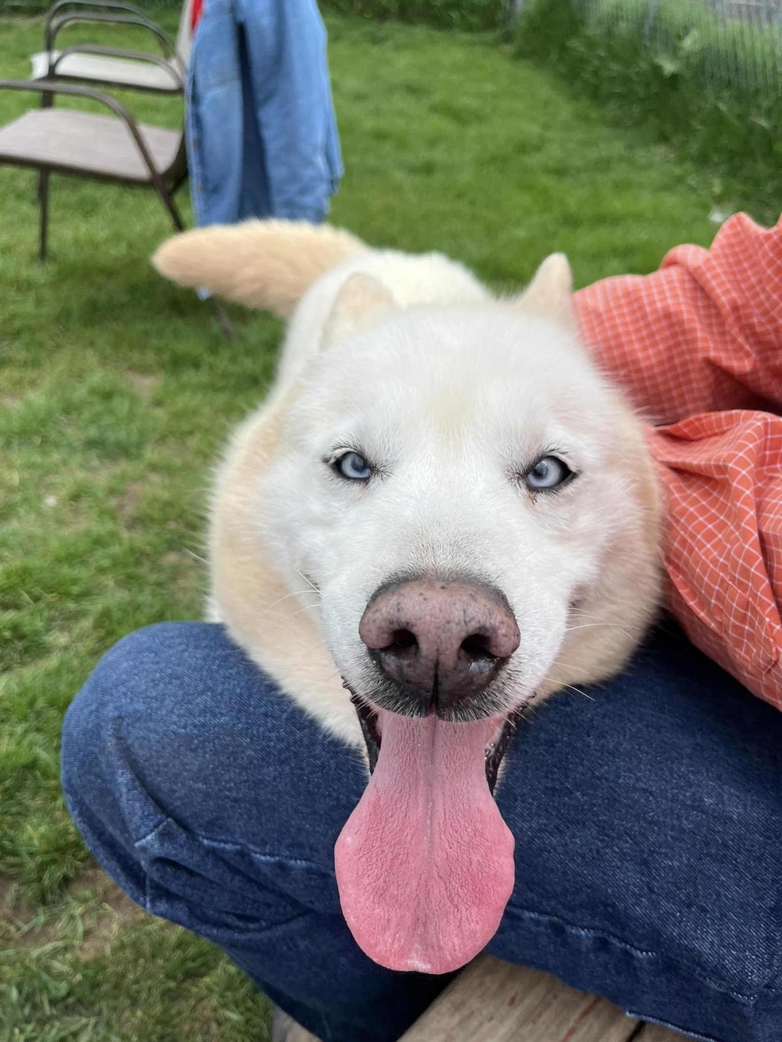 Enlarge Luna, a Adoptable mixed breed in Harvard, IL image 2/6