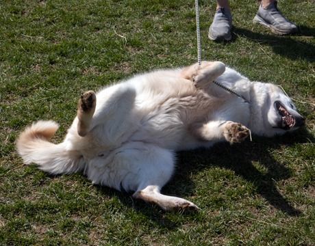 Enlarge Luna, a Adoptable mixed breed in Harvard, IL image 3/6