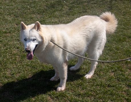 Enlarge Luna, a Adoptable mixed breed in Harvard, IL image 5/6