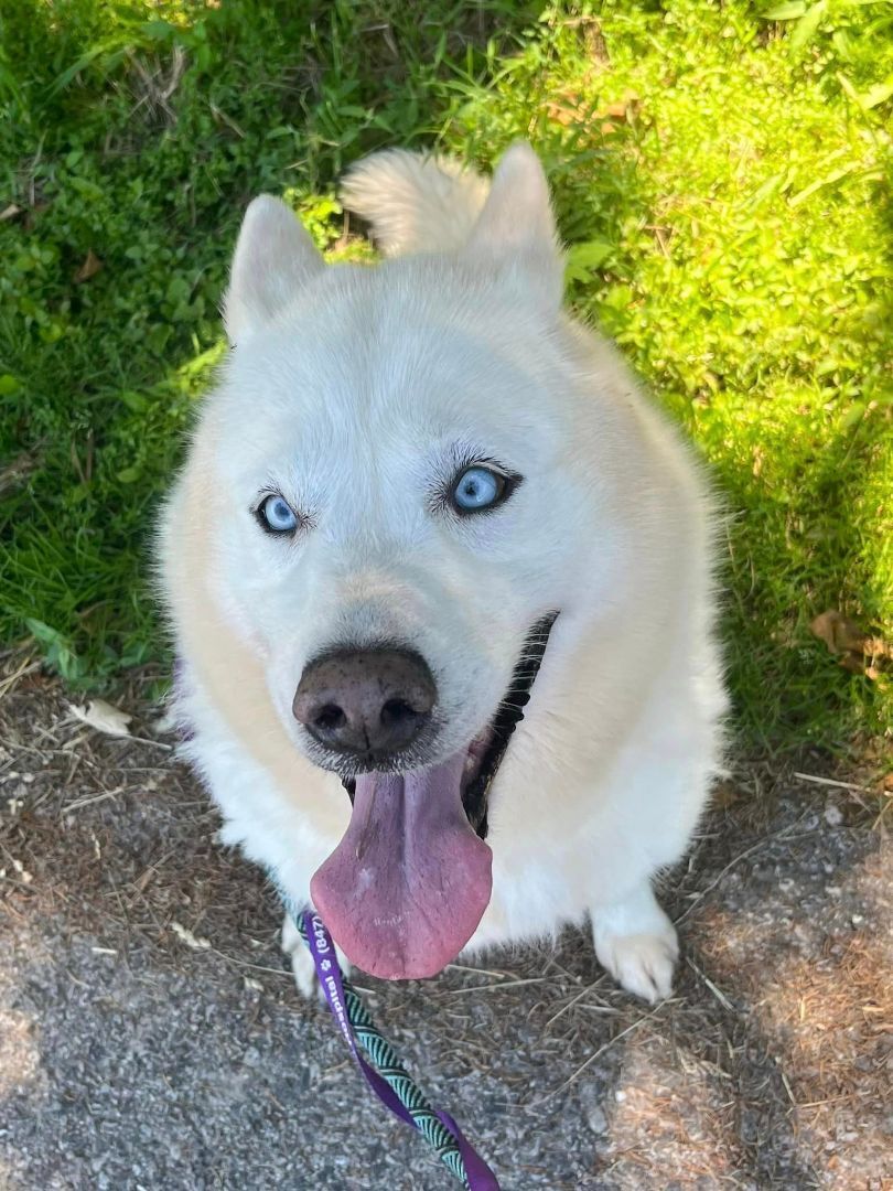 Enlarge Luna, a Adoptable mixed breed in Harvard, IL image 6/6