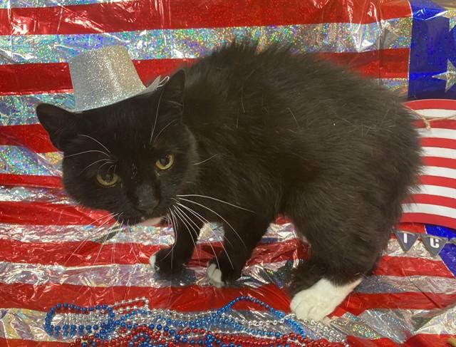 SYLVESTER, Adoptable, Adult Male Domestic Medium Hair.