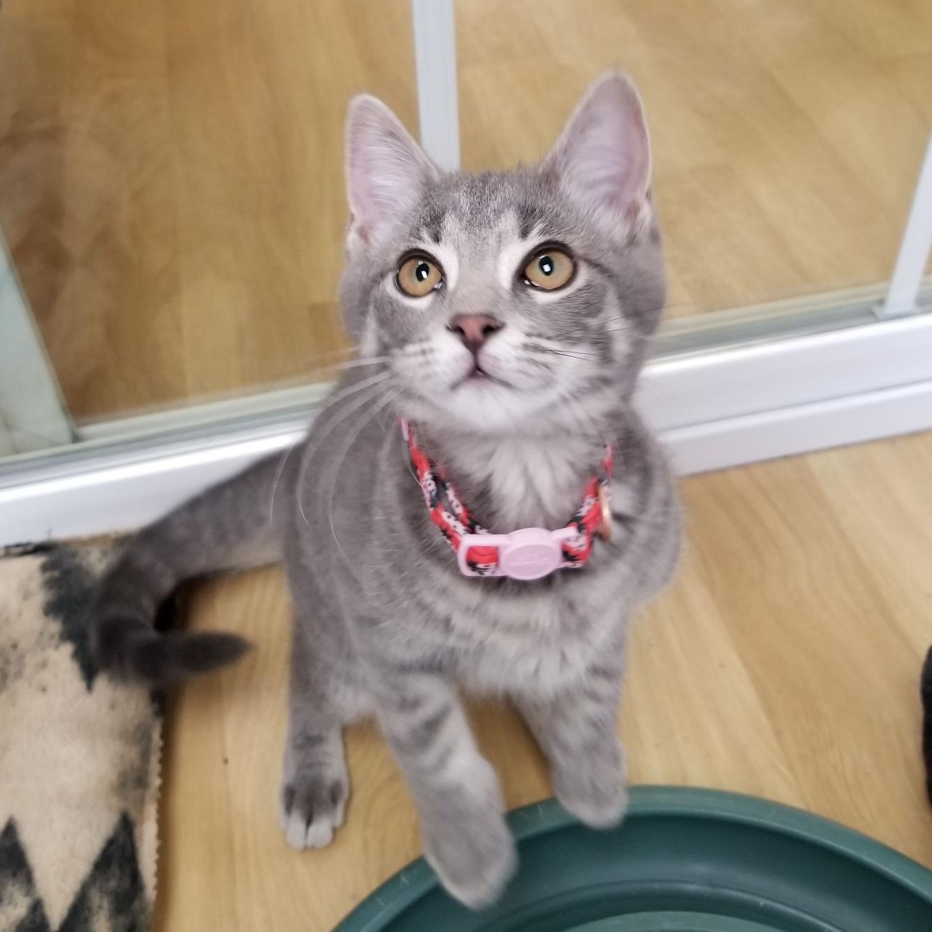 Jill, ADOPTABLE, Kitten Female Tabby & Domestic Short Hair.