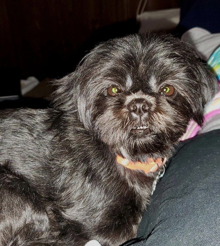 Dog for adoption Poppy, a Shih Tzu in Crompond, NY Petfinder