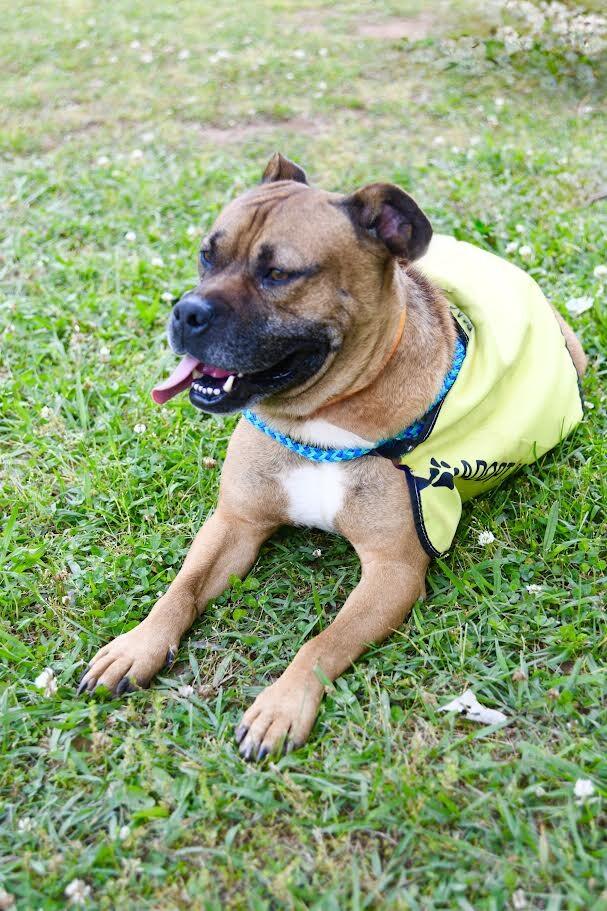 Enlarge Farley, a Adoptable mixed breed in Maryville, TN image 1/6