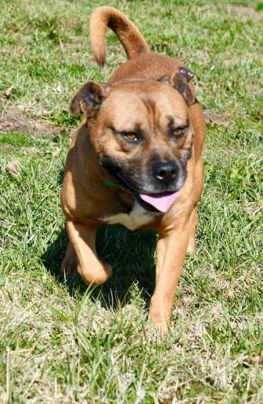 Enlarge Farley, a Adoptable mixed breed in Maryville, TN image 1/4