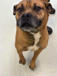 Enlarge Farley, a Adoptable mixed breed in Maryville, TN image 2/4