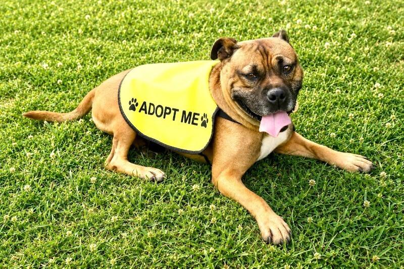 Enlarge Farley, a Adoptable mixed breed in Maryville, TN image 4/6