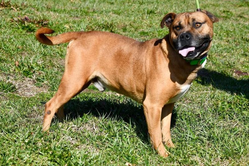 Enlarge Farley, a Adoptable mixed breed in Maryville, TN image 3/4