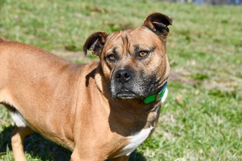 Enlarge Farley, a Adoptable mixed breed in Maryville, TN image 4/4