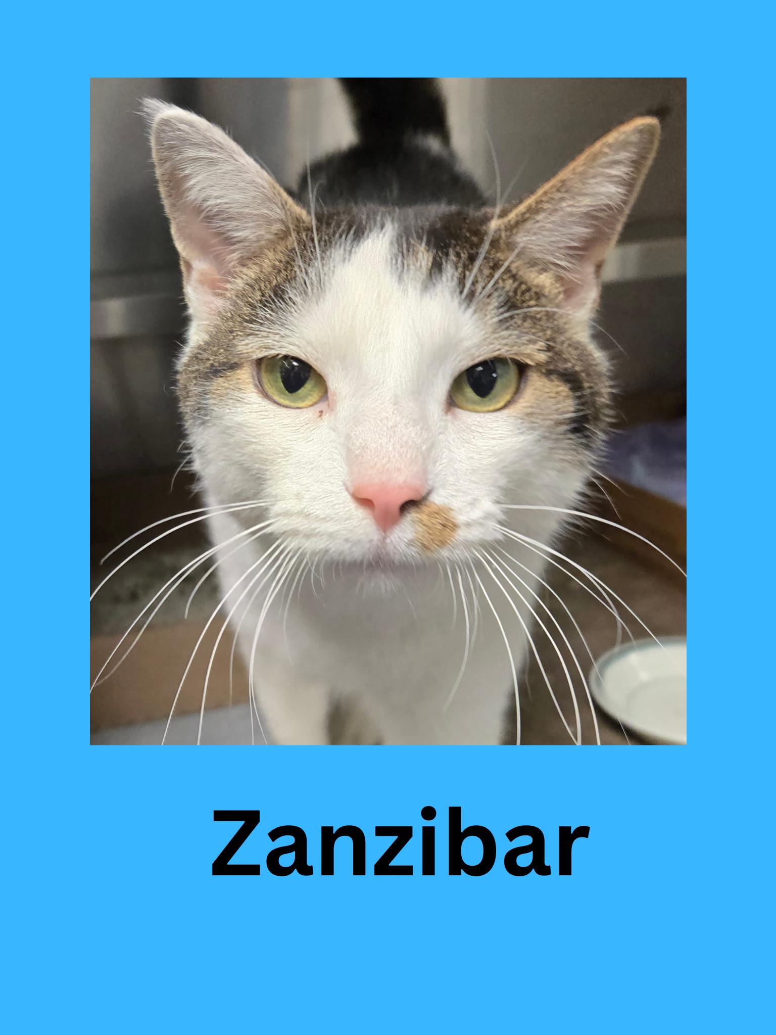 Zanzibar, ADOPTABLE, Adult Male Domestic Short Hair.