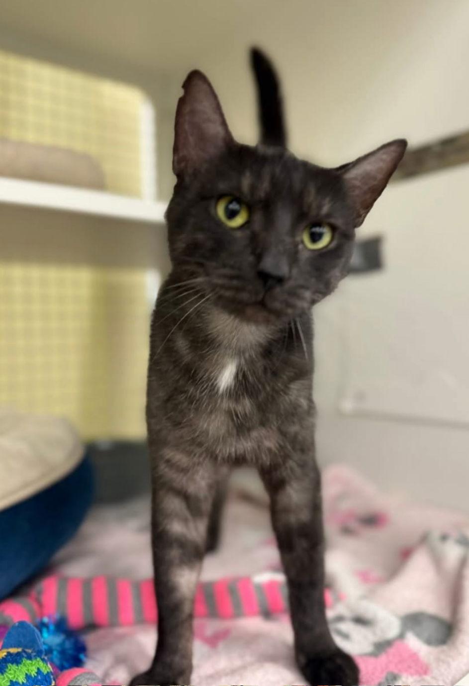 Kyoto, Adoptable, Adult Female Domestic Short Hair.